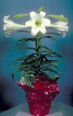 Easter Lily